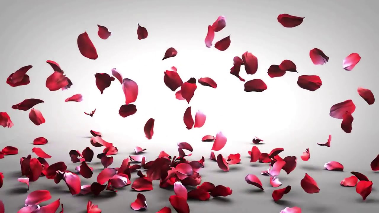 Sema Doğan Yaşam Alanı Düğün Tanıtım Filmi (Gümüşhane)👰💞🤵