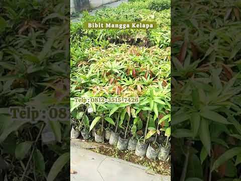 Bibit Mangga Kelapa Berkualitas Tinggi, Order Sekarang!