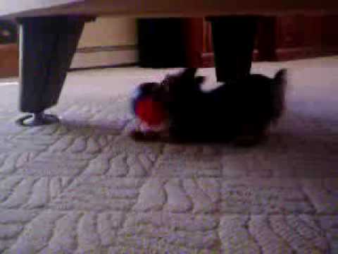 Dogbook Movie: Me playing with a foam football