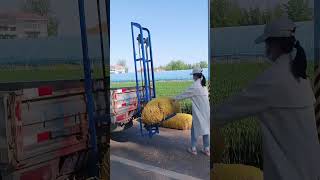 square bale straw loading machine | efficientfarm bale handling #shorts