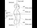 И-Цзин и точка MC 3