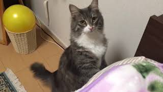添い寝する猫 ノルウェージャンフォレストキャットCo-sleeping.Norwegian Forest Cat.
