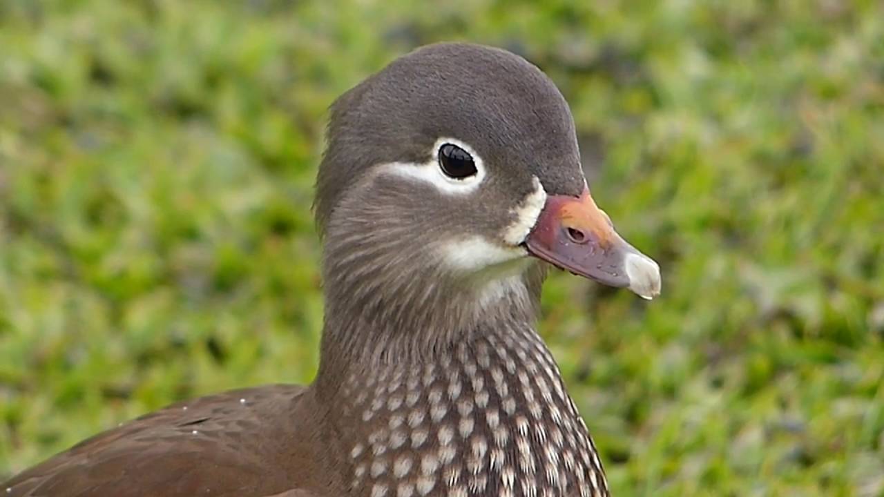 fauna americana PATO RINGED TEAL animais animales selvagem selvagens