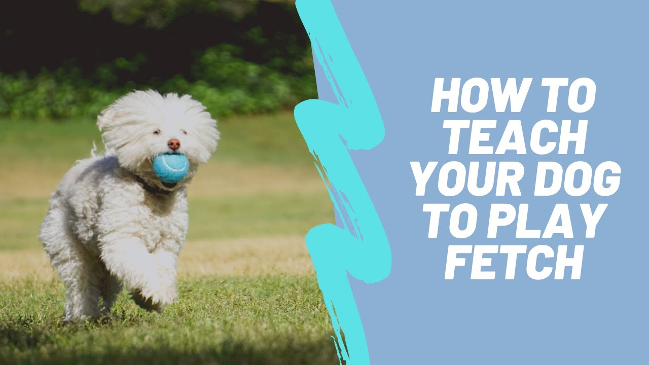 when can a puppy learn to fetch