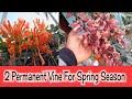 जनवरी फरवरी के लिए 2 परमानेंट फूल के वाइन 🌼 2 Best flowering vines for Spring Season