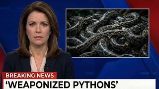 Celebrity Florida Tried to Weaponize Pythons Against Each Other (The Assumption That Backfired) Wealth