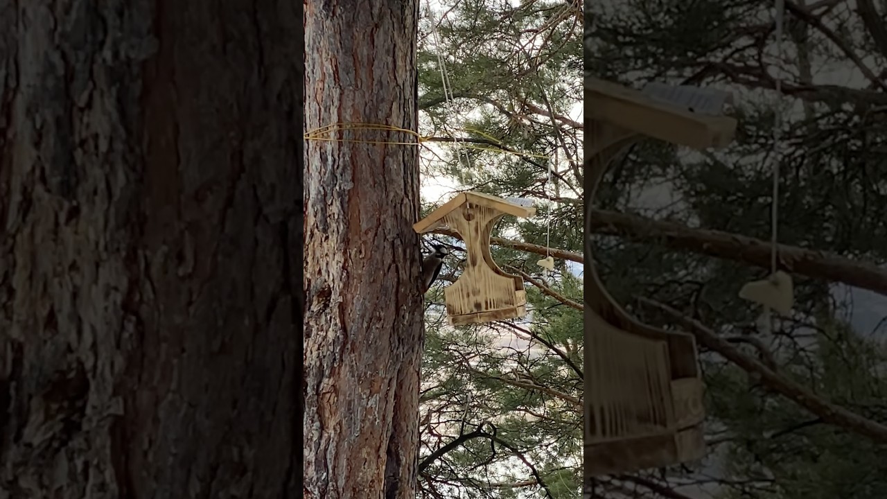 Птичье царство. Танайский лес. Март. Весна