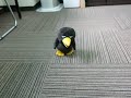 sans-219252チコちゃんに叱られる! おもちゃ あるいてパタパタものまね キョエちゃん