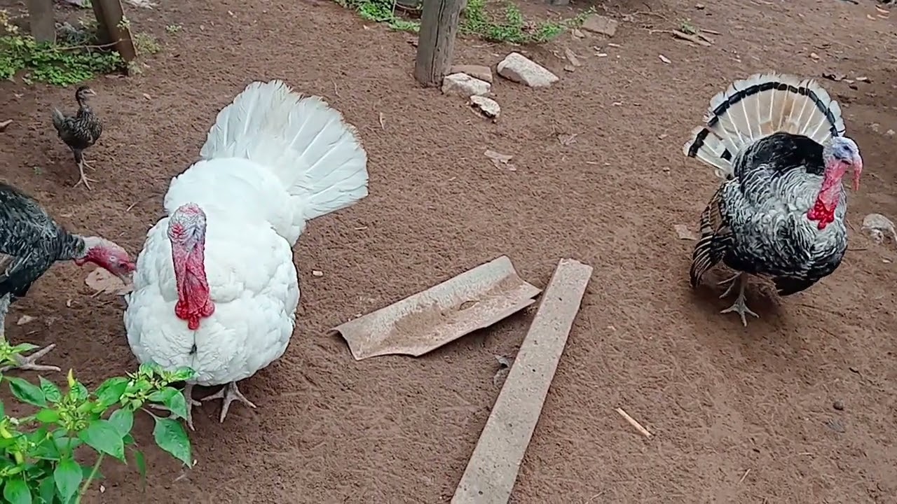 การแบ่งโซนให้อาหาร