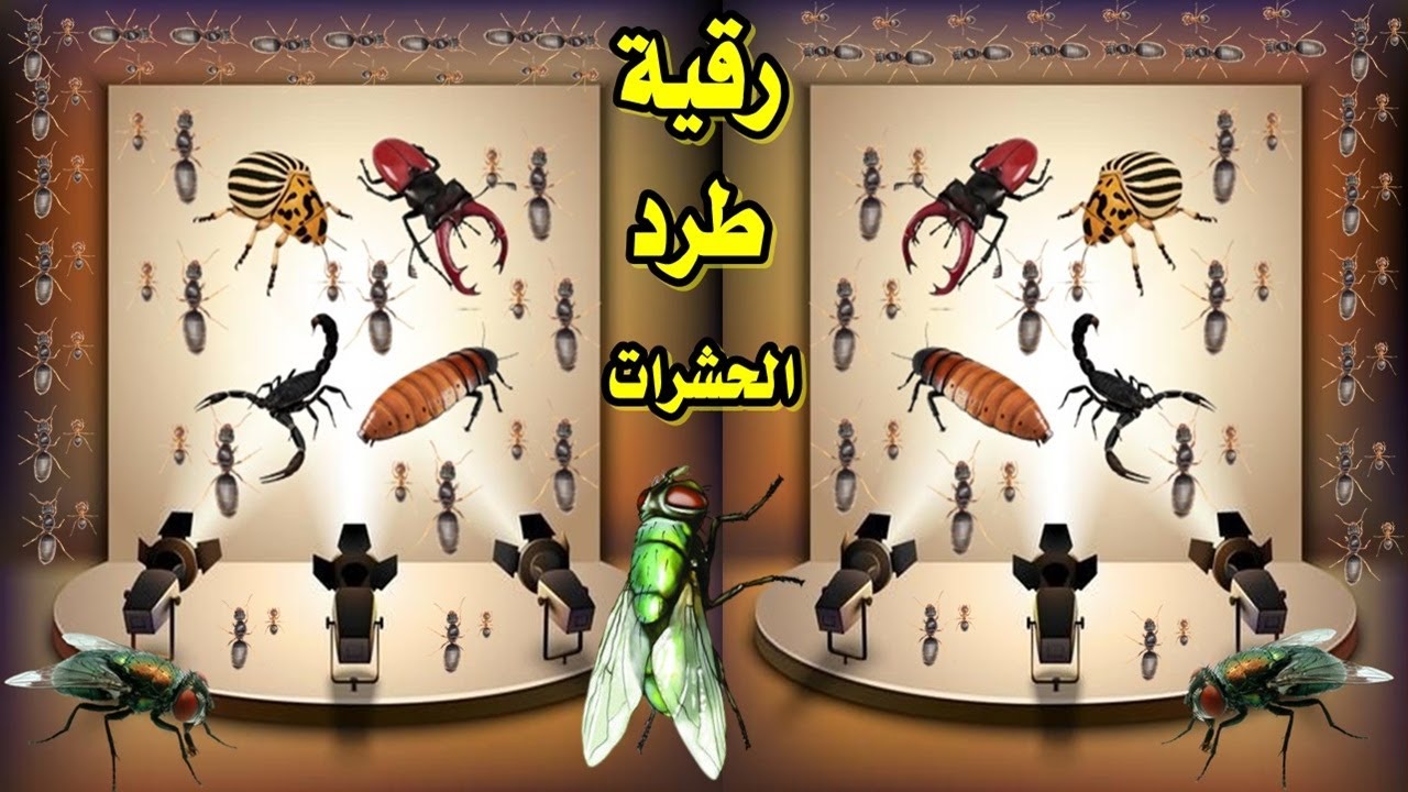الرقية الشرعية لطرد الحشرات من المنزل والتخلص منها نهائيا 2023 شغلها فى بيتك وانسي الحشرات نهائيا