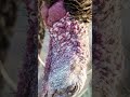Jani thinks the wild turkey is one of the best-looking critters around, and we're inclined to agree.