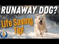 Catch Your Runaway Dog Stop Chasing And Do This In An Emergency Catch Your Runaway Dog Stop Chasing And Do This In An Emergency