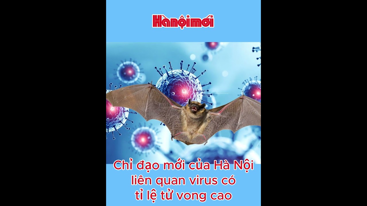 Chỉ đạo mới của Hà Nội liên quan virus Nipah  