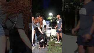 Ask a Lawyer Understanding Human and Gorilla Strength A Legal Perspective