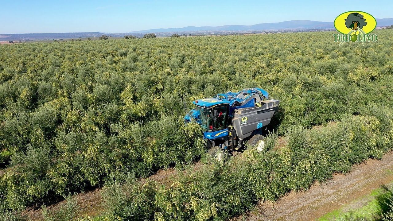 𝗟𝗮 𝗘𝘅𝗰𝗲𝗹𝗲𝗻𝗰𝗶𝗮 𝗲𝗻 𝗢𝗹𝗶𝘃𝗮𝗿 𝗲𝗻 𝗦𝗲𝘁𝗼 𝗱𝗲 𝗿𝗶𝗲𝗴𝗼 (𝗠𝗮𝗿𝗰𝗼 𝗮𝗺𝗽𝗹𝗶𝗼)