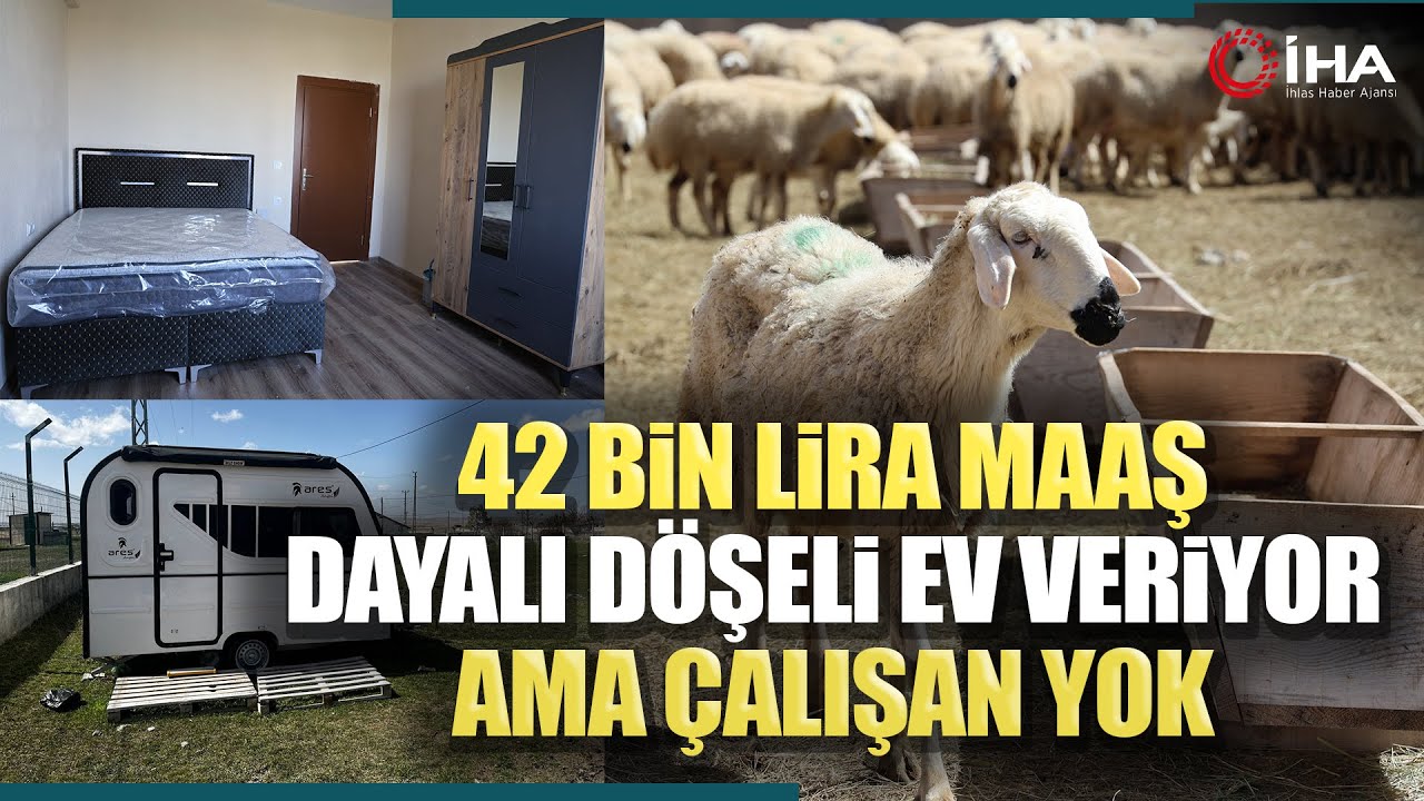 Sivas'ta Çoban Bulunamıyor: 42 Bin Lira Maaş ve Karavan Yetmiyor!