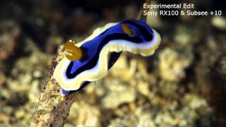 Rx100 At Lembeh Short Macro Test Gopro Hd3 Time Lapsed