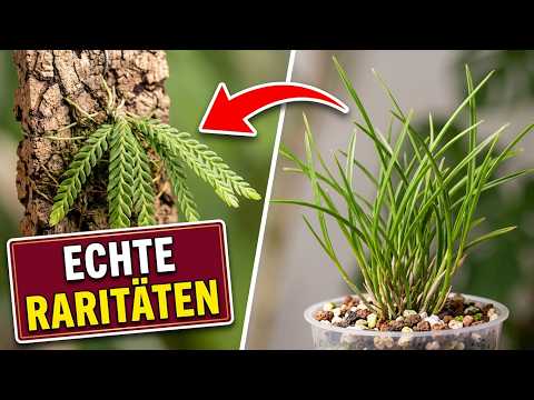 Appendicula & Neobenthamia: 2 seltene Orchideen im Porträt