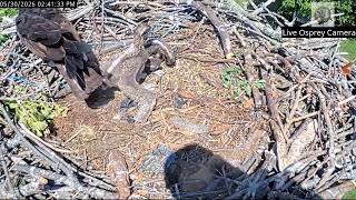 Live Osprey Nest May 30, 2026