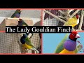 What you need to know to keep and breed Lady Gouldian Finches