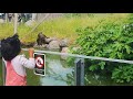 A day in Givskud Zoo (Zootopia)