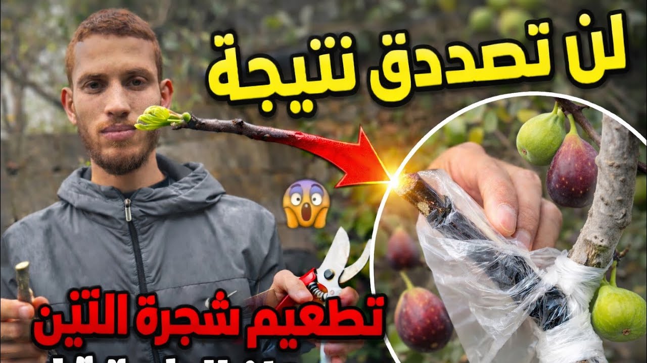 تطعيم التين بالقلم للمبتدئين (نتيجة مضمونة)السر لي خلاها تعطي إنتاج مضاعف