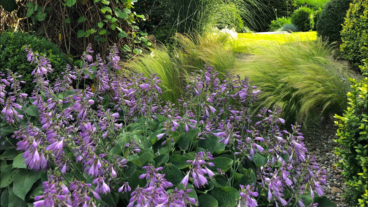 Rośliny cieniolubne w ogrodzie