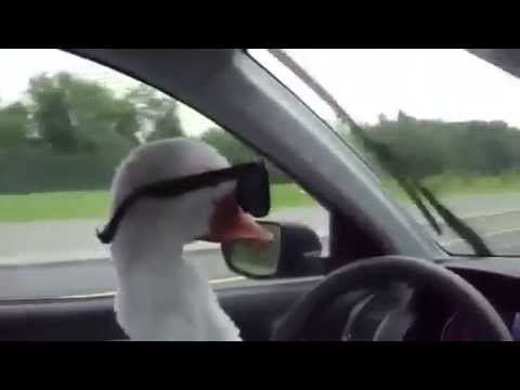 Гусь в машине