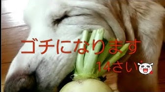 犬野菜 Youtube 犬野菜 Youtube