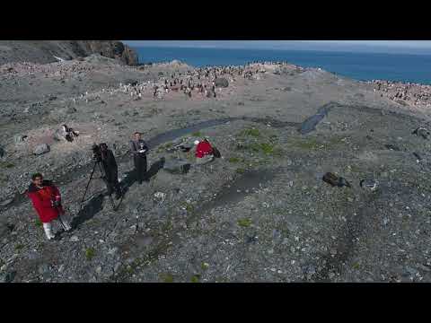 Penguin Counting with Machine Learning