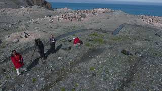 Penguin Counting With Machine Learning