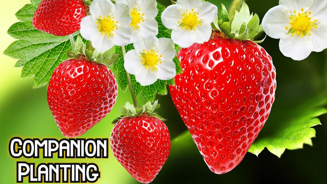 Companion Planting ( Growing Strawberries at Home ) Growing