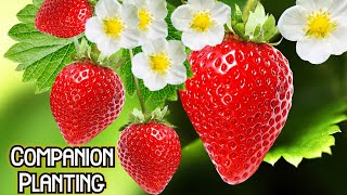 Companion Planting  ( Growing Strawberries at Home )   Growing Strawberries in pots