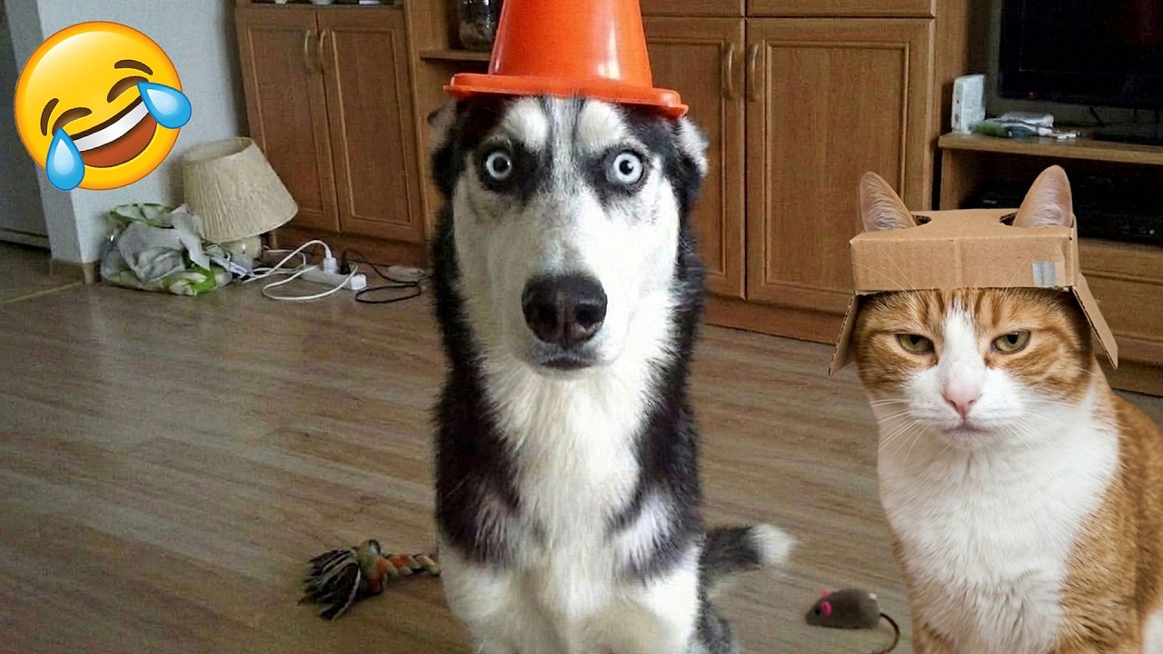 Смеешься — проигрываешь 😹 Самые смешные кошки и собаки 2026 😂🤣 Часть 10