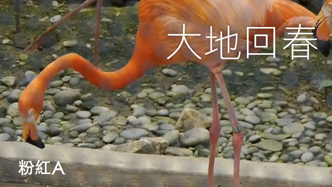 Watch 粉紅A - 大地回春 Fan Hung A - Spring on YouTube Watch 粉紅A - 大地回春 Fan Hung A - Spring on YouTube