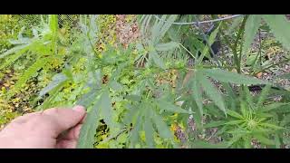 Outdoor  stuff growin strong