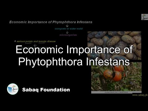 اهمیت اقتصادی Phytophthora Infestans، سخنرانی زیست شناسی | Sabaq.pk |