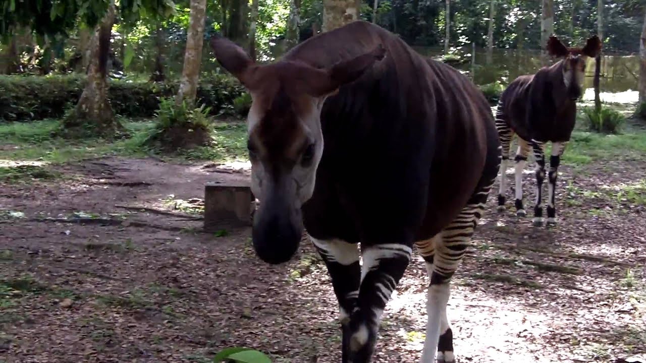 Okapi Encounter - YouTube