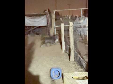 بقيرا معرفني ويبي يهجم عليه من بعيد