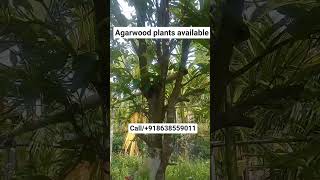 agarwood #plants available #all #india #delivery service available #affordable price #shorts #reels