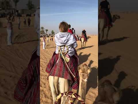 Riding Camels in the Dubai Desert Conservation Reserve