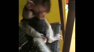 Макака 😂 #обезьяна #смешная