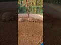 #Zoo #trending #traveling#uae# Islamic video