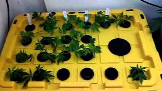 Hydroponic cloner/veg room