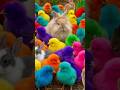 Tangkap Ayam Lucu, ayam warna warni, ayam rainbow, kelinci lucu, bebek lucu, ikan koi, Hewan Lucu