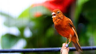 Kenari Lagu Enak Dan Cengkok Mewah Masteran Dan Pancingan Kenari Paud Cepat Bunyi