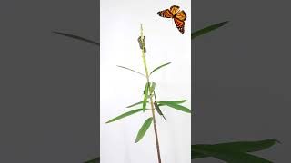 Caterpillars eat a whole plant #greentimelapse #gtl #timelapse