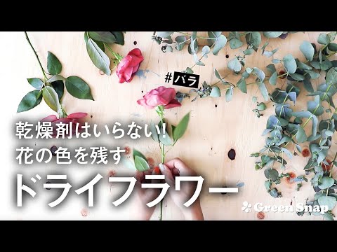 乾燥剤がなくても大丈夫 花の色を残したドライフラワーの作り方 Youtube