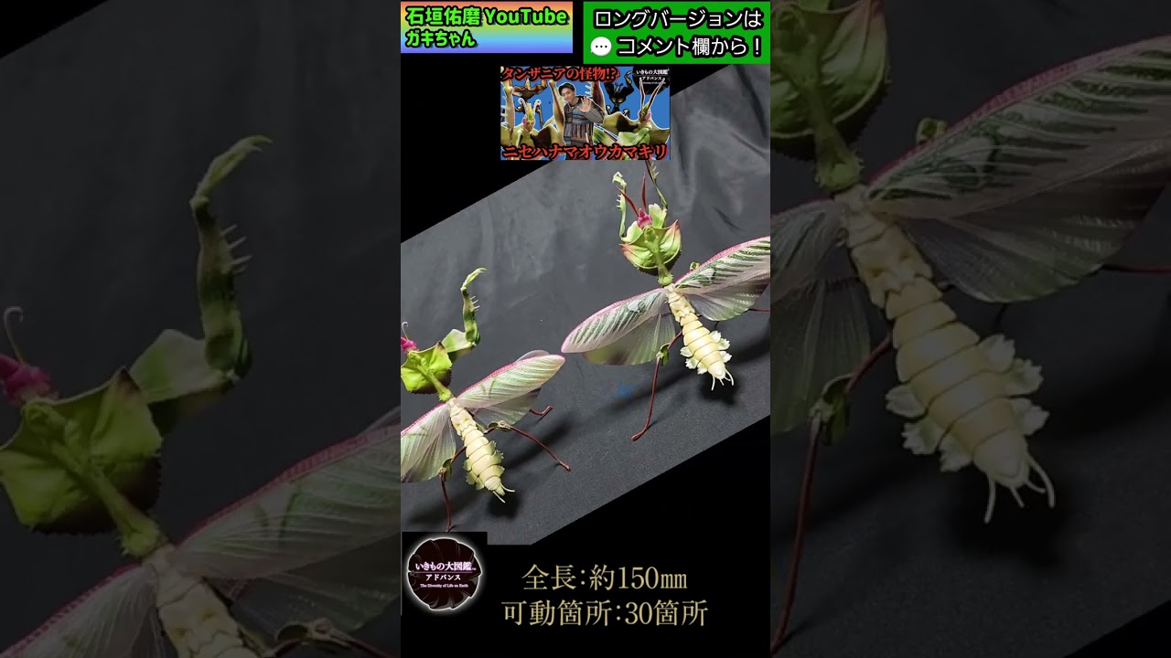 いきもの大図鑑】ニセハナマオウカマキリ成虫雄！圧倒的カッコよさ最