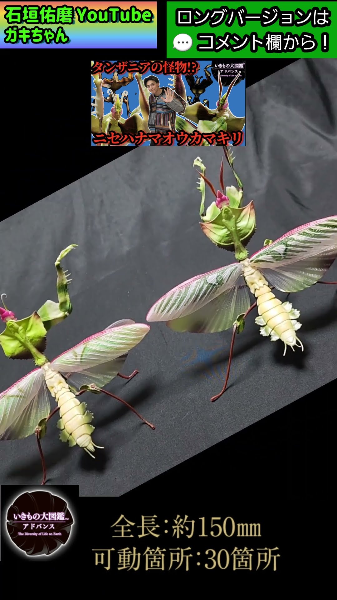 いきもの大図鑑】ニセハナマオウカマキリ成虫雄！圧倒的カッコよさ最